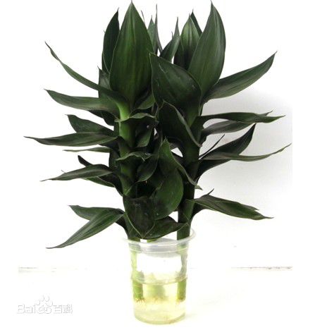 95cm�ھ�ˮ�౭