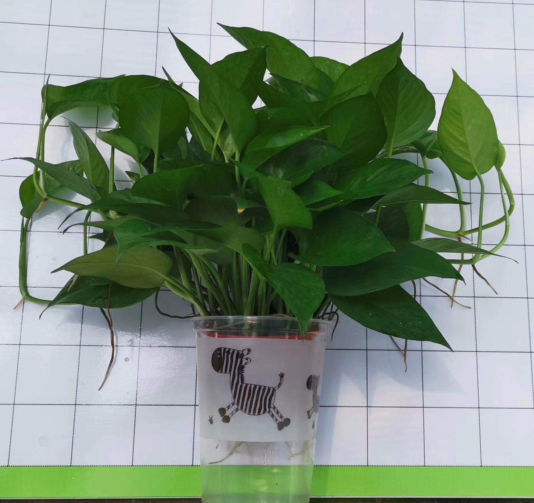 120cm�ھ�ˮ��