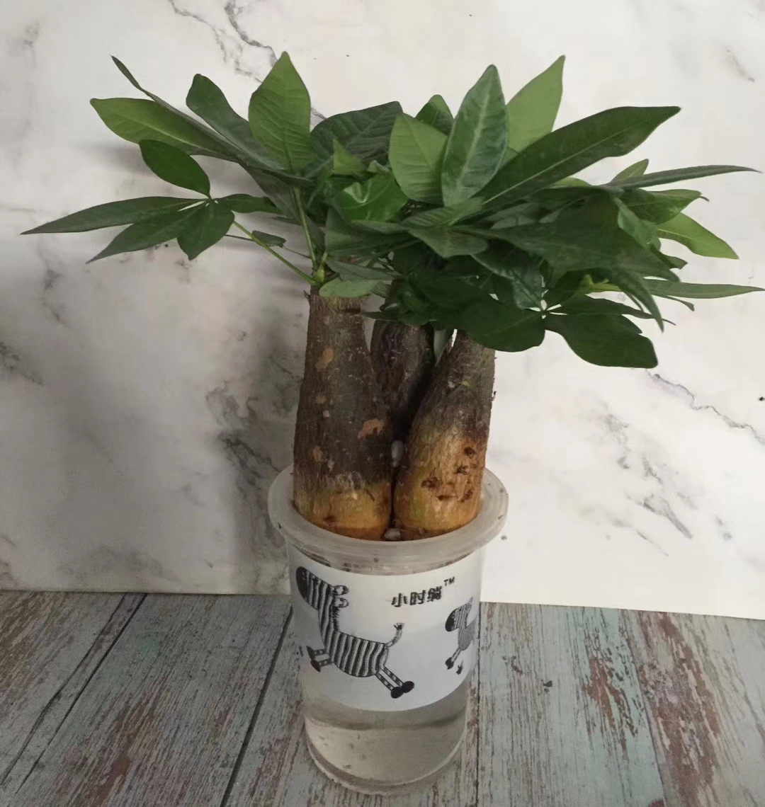 ������120cm�ھ�ˮ��