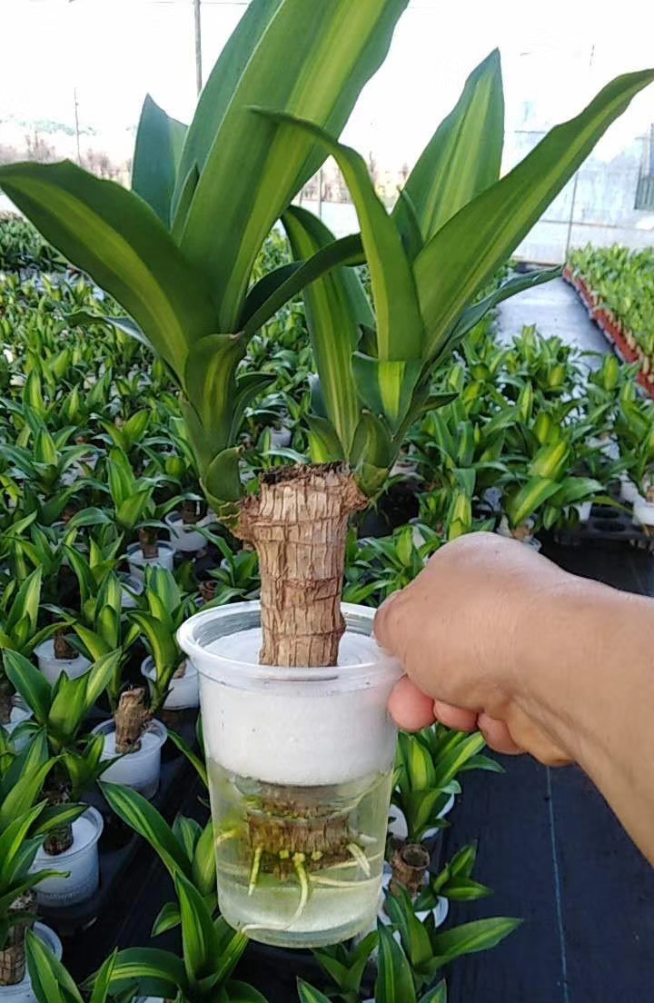 ������120cm�ھ�ˮ��